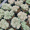 Sedum dasyphyllum