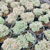 Sedum dasyphyllum