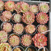 [PACK of 10 PLANTS] x Echeveria 'Queen Red'