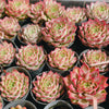 [PACK of 10 PLANTS] x Echeveria 'Queen Red'
