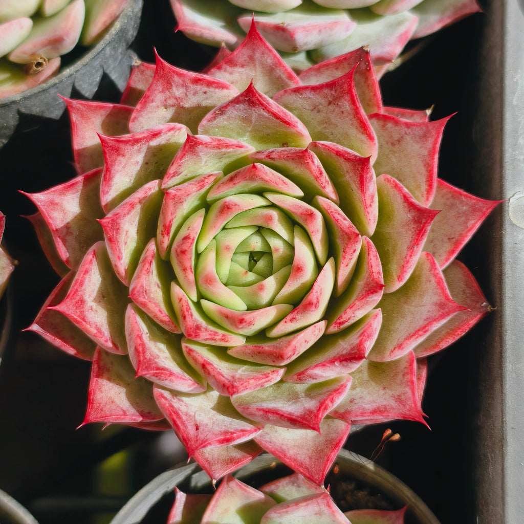 [PACK of 10 PLANTS] x Echeveria 'Queen Red'