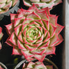 Echeveria 'Queen Red'