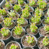 [PACK of 10 PLANTS] x Crassula ovata ‘Gollum’ variegated