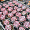 [PACK of 10 PLANTS] x Echeveria Laulensis