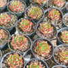 [PACK of 10 PLANTS] x Echeveria Agavoides Wild Horse
