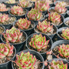 [PACK of 10 PLANTS] x Echeveria Agavoides Wild Horse
