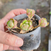 [PACK of 10 PLANTS] x Aeonium saundersii