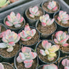 [PACK of 10 PLANTS] x Cotyledon Orbiculata cv. Short Round Leaf variegated