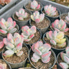 [PACK of 10 PLANTS] x Cotyledon Orbiculata cv. Short Round Leaf variegated