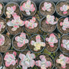 [PACK of 10 PLANTS] x Cotyledon Orbiculata cv. Short Round Leaf variegated