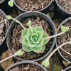 Graptoveria Jadeita