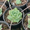 Graptoveria Jadeita