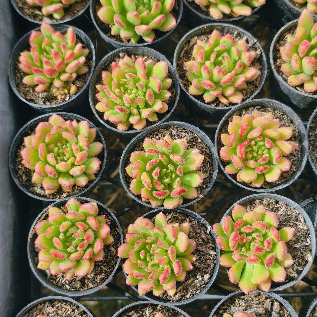 [PACK of 10 PLANTS] x Echeveria Fantasia Carol
