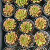 [PACK of 10 PLANTS] x Echeveria Fantasia Carol