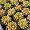 [PACK of 10 PLANTS] x Echeveria Fantasia Carol