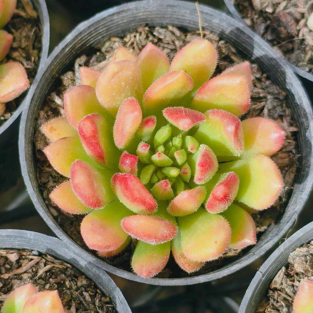 fantasia clair succulent Echeveria Fantasia Carol – LET LOVE GROW (Succulent & Cactus)