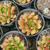[PACK of 10 PLANTS] x Echeveria Fantasia Carol