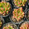 [PACK of 10 PLANTS] x Echeveria Fantasia Carol