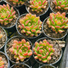 [PACK of 10 PLANTS] x Echeveria Fantasia Carol