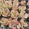 [PACK of 10 PLANTS] x Echeveria 'Ice Age' Variegata