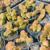 Crassula marchandii (3H)