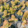 Crassula marchandii (3H)