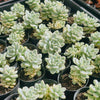 [PACK of 10 PLANTS] x Sedum Clavatum Variegated (no pup)