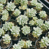 [PACK of 10 PLANTS] x Sedum Clavatum Variegated (no pup)