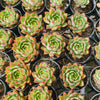 [PACK of 10 PLANTS] x Echeveria 'Dragonfly'