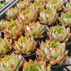 [PACK of 10 PLANTS] x Echeveria 'Dragonfly'