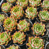 Echeveria 'Dragonfly'
