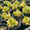 [PACK of 10 PLANTS] x Cotyledon Tomentosa 'Bear's Paws' variegata (WHITE VARIEGATED)