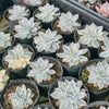 [PACK of 10 PLANTS] x Echeveria Subsessilis Variegated