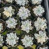 Echeveria Subsessilis Variegated