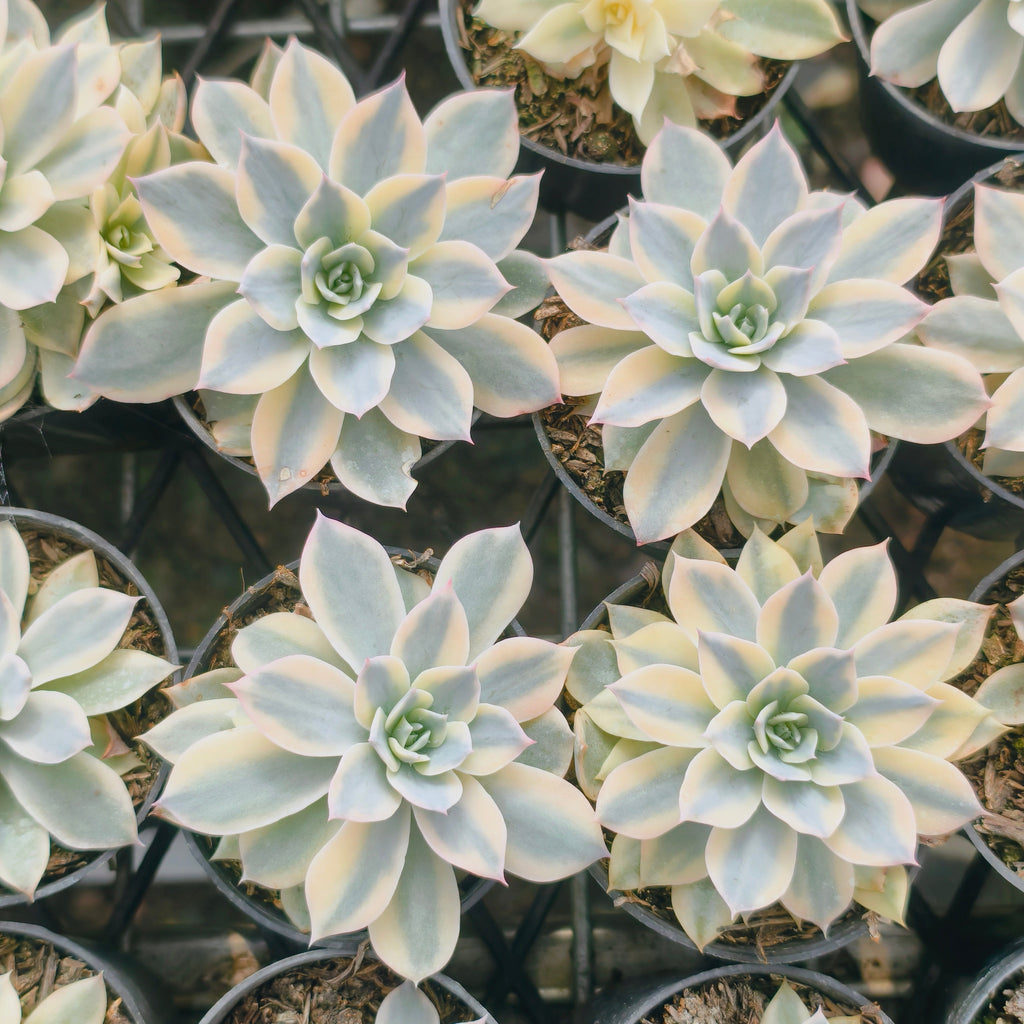Echeveria Subsessilis Variegated