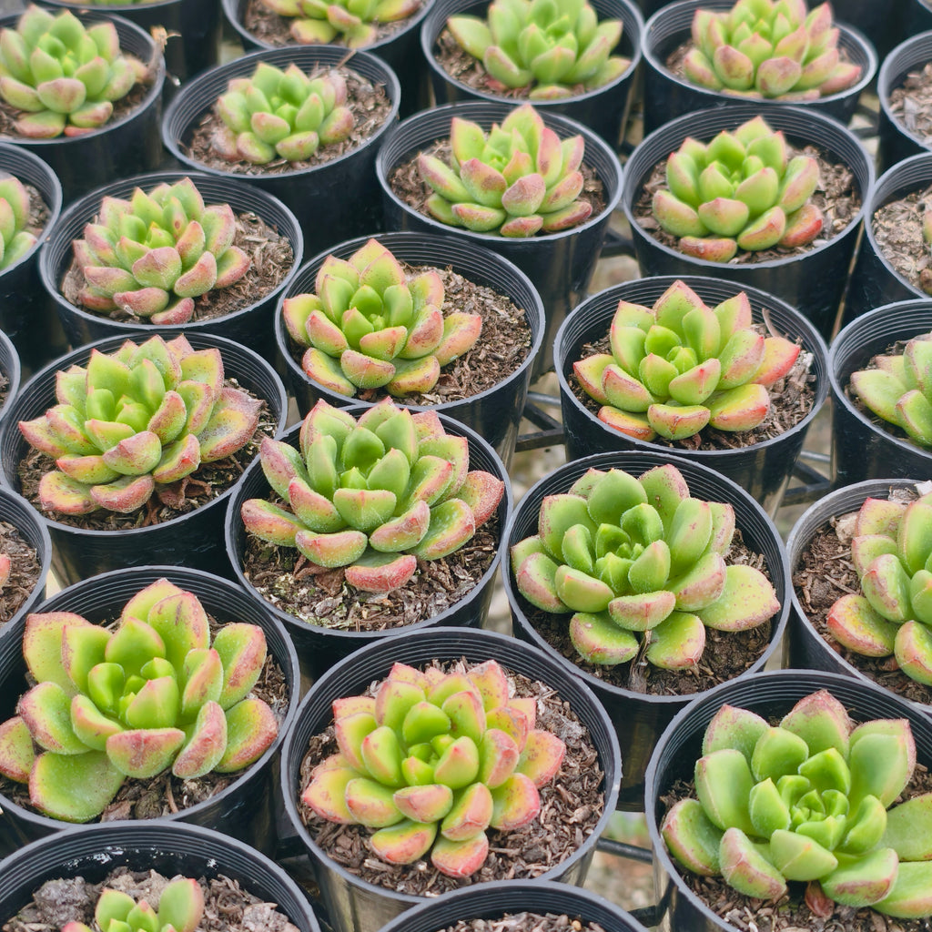 [PACK of 10 PLANTS] x Cremneria 'Chubbs'