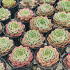 [PACK of 10 PLANTS] x Echeveria 'Dancing Bird' - KRF
