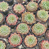 [PACK of 10 PLANTS] x Echeveria 'Dancing Bird' - KRF