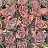 [PACK of 10 PLANTS] x Echeveria 'Virginia Lee'