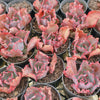 [PACK of 10 PLANTS] x Echeveria 'Virginia Lee'
