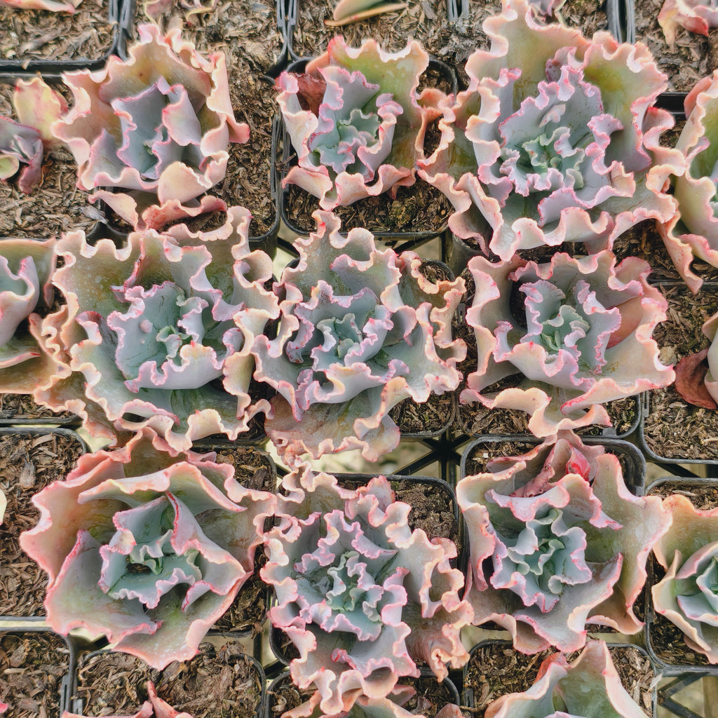 Echeveria 'Marjorie Pogue'