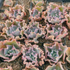 Echeveria 'Marjorie Pogue'