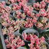 [PACK of 10 PLANTS] x Sedum Spurium Tricolor
