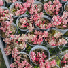 [PACK of 10 PLANTS] x Sedum Spurium Tricolor