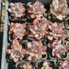 [PACK of 10 PLANTS] x Echeveria Hanaikada Mosaic Silk Variegated