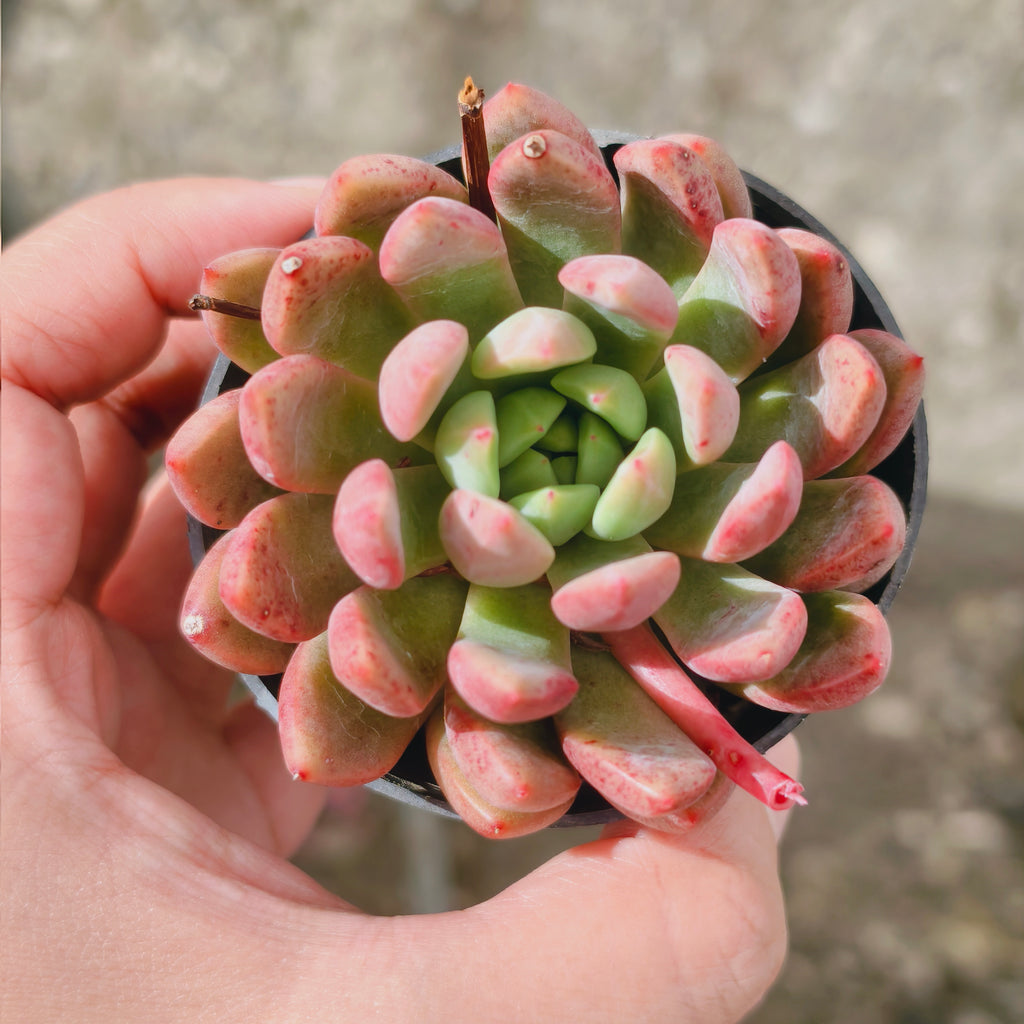 Echeveria Gemstone