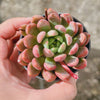 Echeveria Gemstone
