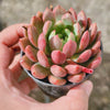 Echeveria Gemstone