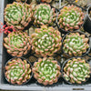 [PACK of 10 PLANTS] x  Echeveria Gemstone