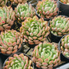 Echeveria Gemstone